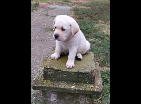 1 labradorretrivergp0926.jpg